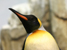 A picture of an Emperor penguin. A native of Patagonia in Southern Argentina, penguin not included in hotel deal