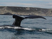 Whale tail in puerto madryn
