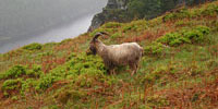 Mountain goat at Glendalough, Co. Wicklow
